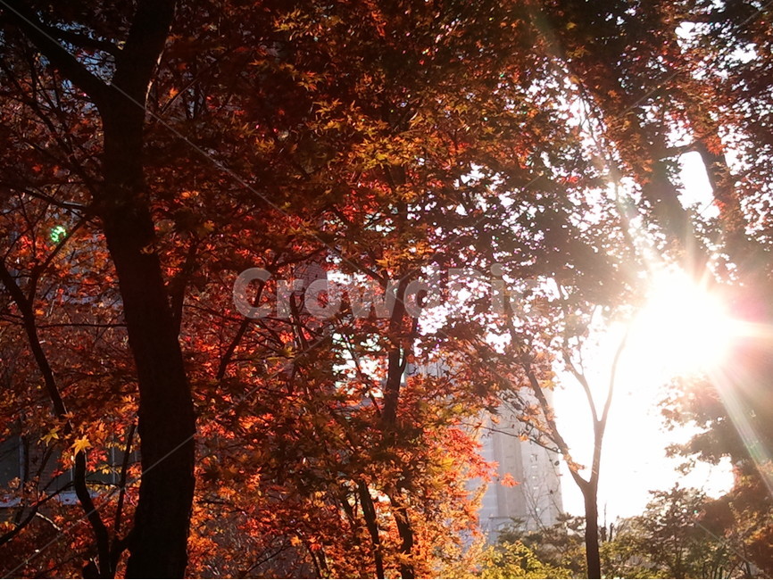 단풍,낙엽,목련강,붉은색,산호각,활엽교목,시과,가을,계절,fall,autumn,season,식물,자연,plants,nature,나무,trees,wood,tree,plant,light,빛,flare,플레어