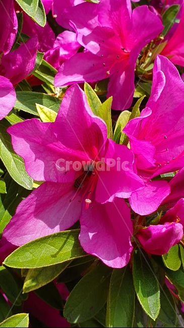 철죽,자연,벌,일,꿀벌,빨강,꽃,봄,집중,봄,계절,spring,season,식물,자연,plants,nature,꽃,flower,동물,animal,곤충,벌레,insect,bug,geranium,제라늄,blossom,plant