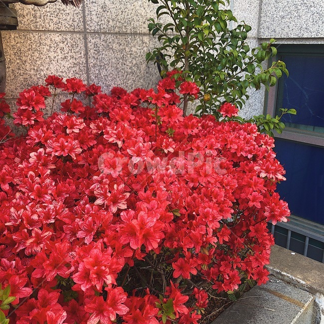 꽃,봄꽃,철쭉,영산홍,꽃나무