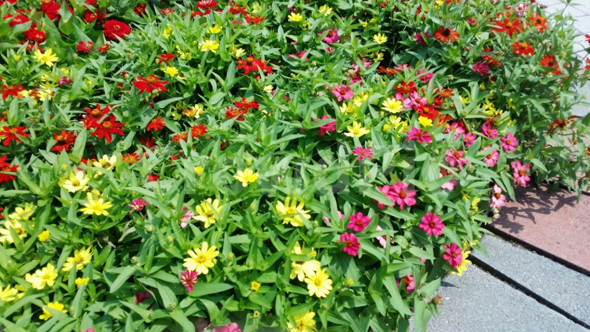 꽃,잎,식물,자연,플라워,알록달록,노란,빨간,초록,flowers,꽃밭,식물,자연,plants,nature,꽃,flower