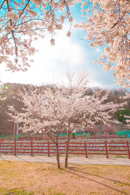 봄,벚꽃,자연,계절,spring,꽃,season,벚꽃길,올렛길,금오산,봄,계절,spring,season,꽃,flower,plant,식물,blossom,cherry blossom