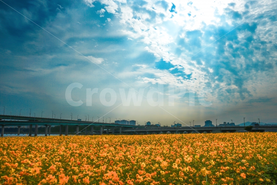 코스모스,대전,갑천,하늘,가을,sky,fall,flower,꽃,감성,sensitive,도시,풍경,city,landscape,자연,nature,가을,계절,fall,autumn,season,plant,식물