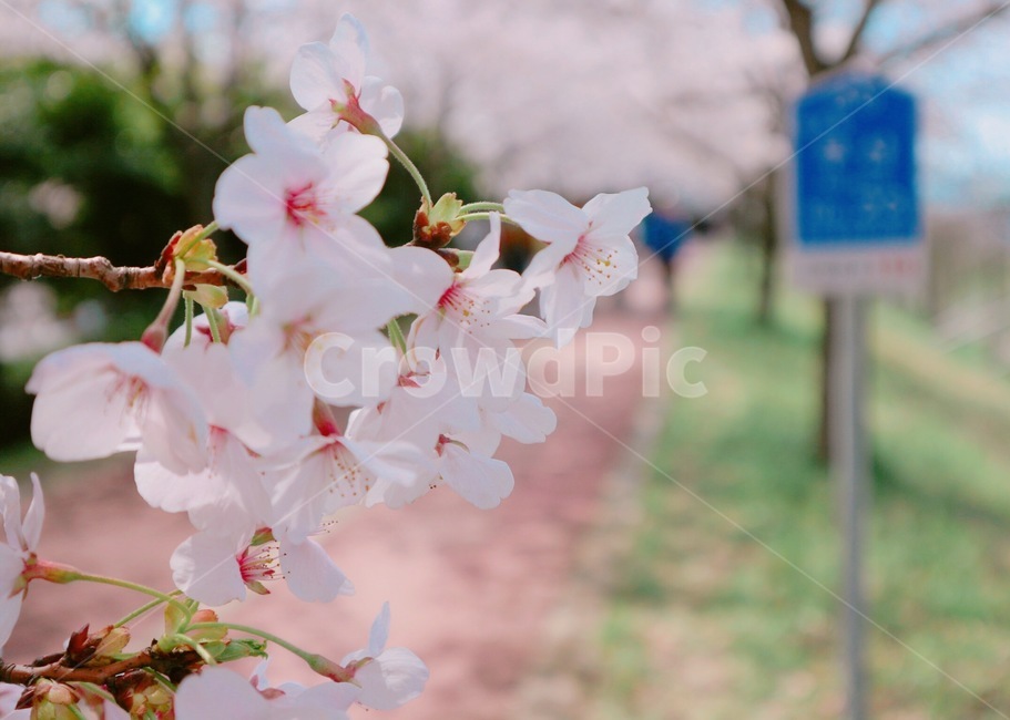 cherryblossom,벚꽃,꽃,식물,flower,blossom