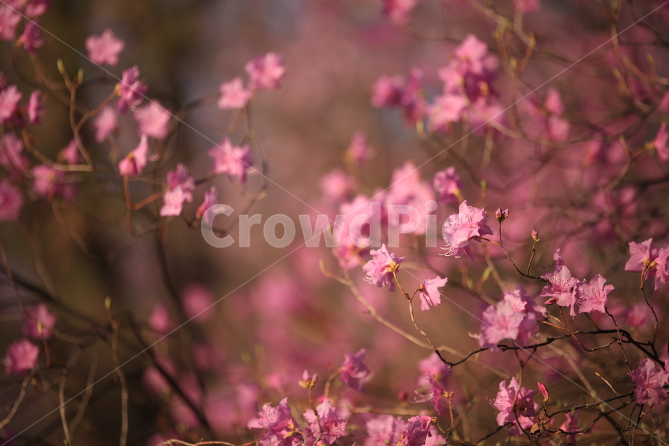 plant,식물,진달래,야생화,분홍꽃,꽃,봄꽃