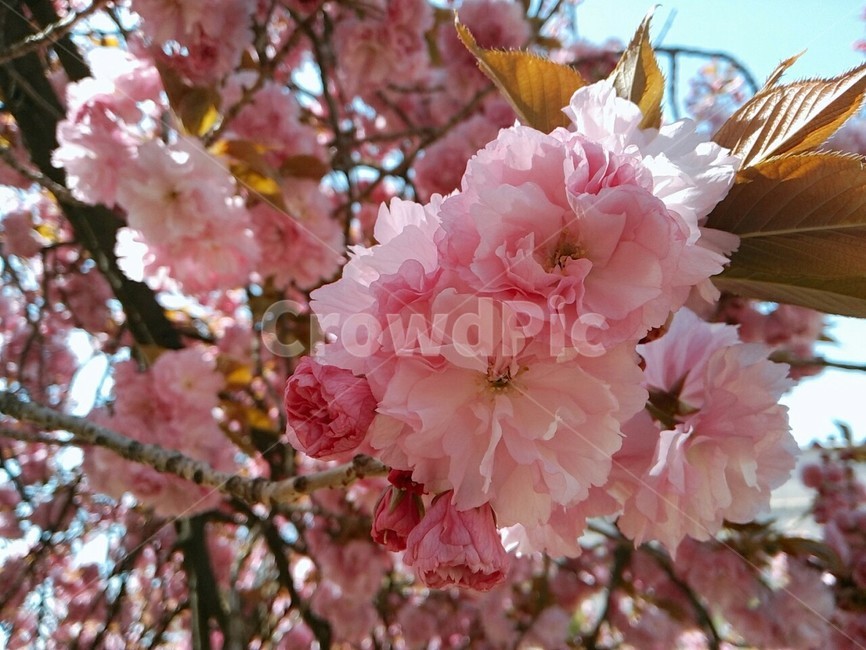 식물,꽃,꽃나무,벚꽃,왕벚꽃,plant,봄,계절,spring,season,식물,자연,plants,nature,꽃,flower,blossom