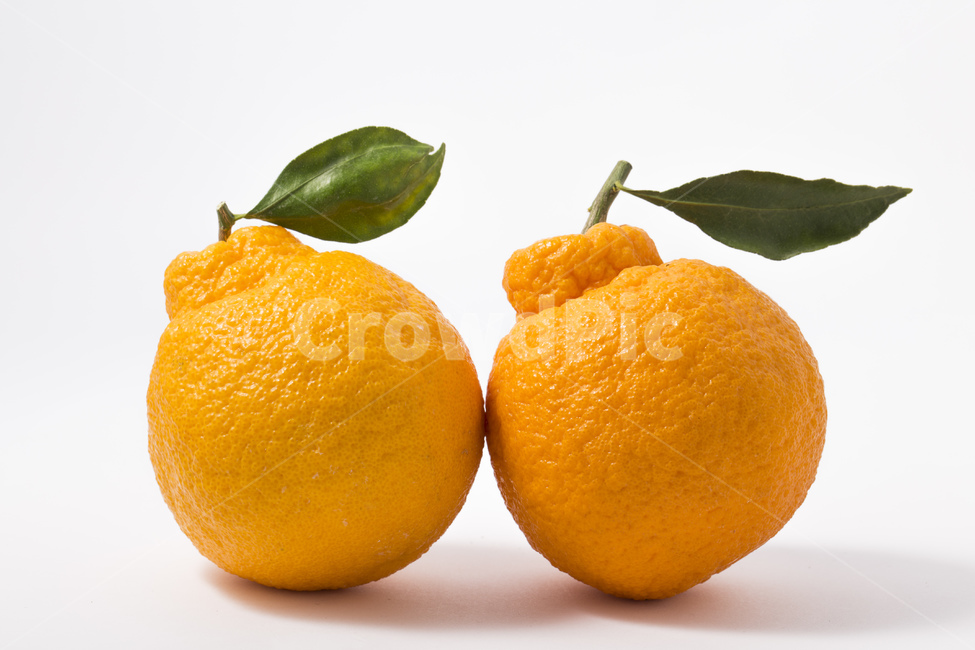 한라봉,과일,귤,감귤,오렌지,비타민,잎사귀,주황색,과일,열매,fruit