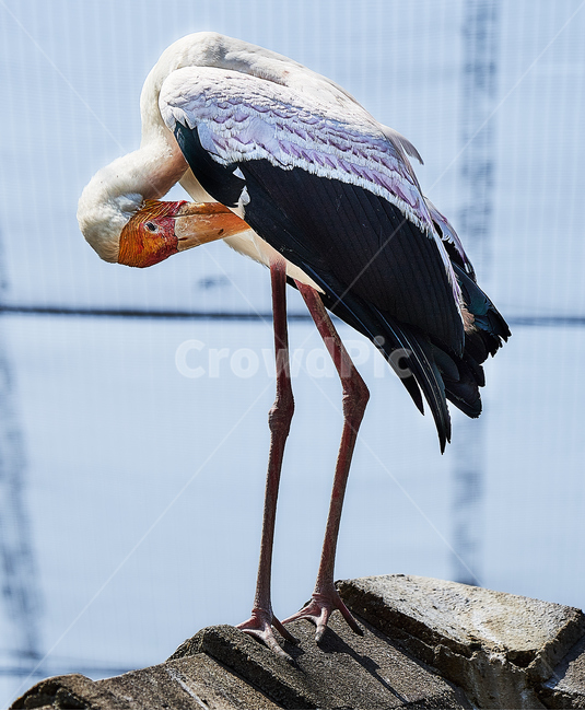새,지붕,야생,다리,조류,동물,animal,조류,새,birds