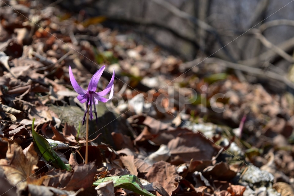 얼레지,봄,야생화,꽃,화야산,경기도,봄꽃,감성,햇살,그림자,Erythroniumjaponicum,가재무릇,백합과,얼레지속,바람난여인,질투,식물,식생,자연,식물,자연,plants,nature,꽃,flower