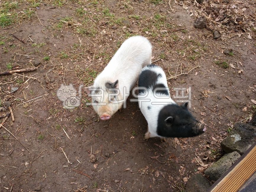동물,animal,포유류,pig,hog,돼지,토양,야생동물,새끼돼지,흰돼지,흑돼지