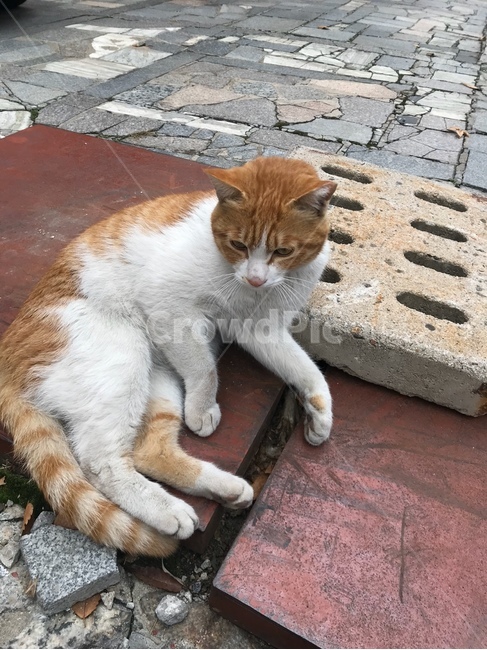 길고양이,갈색고양이,큰고양이,길냥이,애교냥이,동물