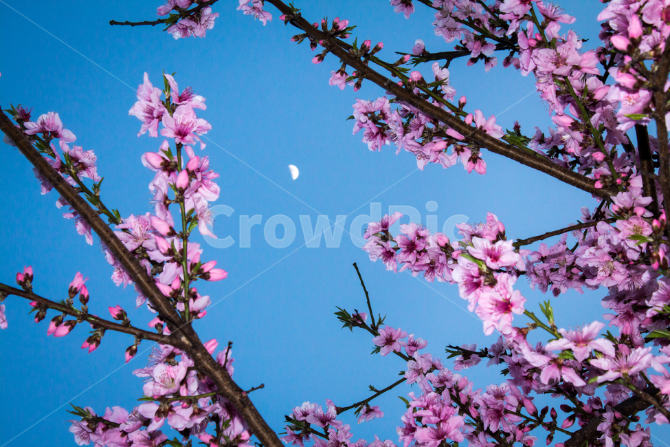 벚꽃,꽃,flower,cherryblossom,blossom,달,moon,봄,봄꽃,spring,밤,night,하늘,sky
