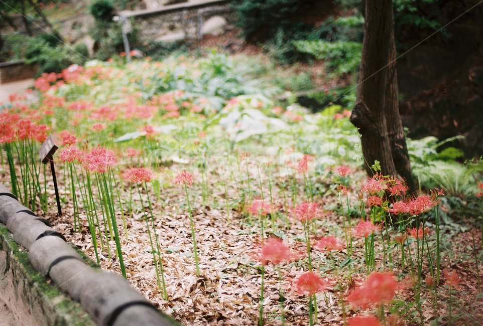꽃,꽃무릇,사찰,절,필름,film,불교,temple,nature,flower,감성