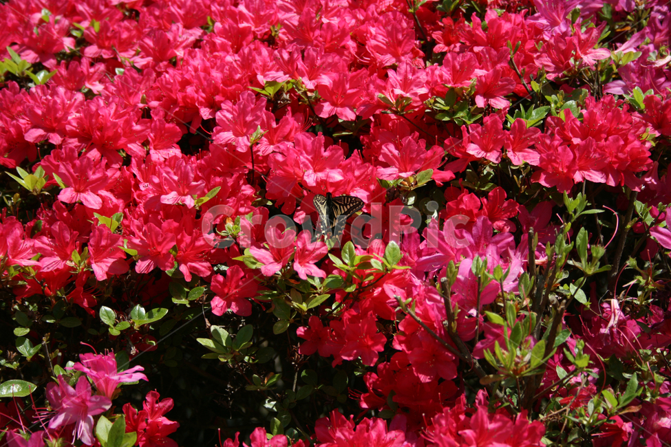 철쭉,꽃,붉은꽃,나비,식물,flower,butterrfly,식물,자연,plants,nature,꽃,flower,동물,animal,곤충,벌레,insect,bug