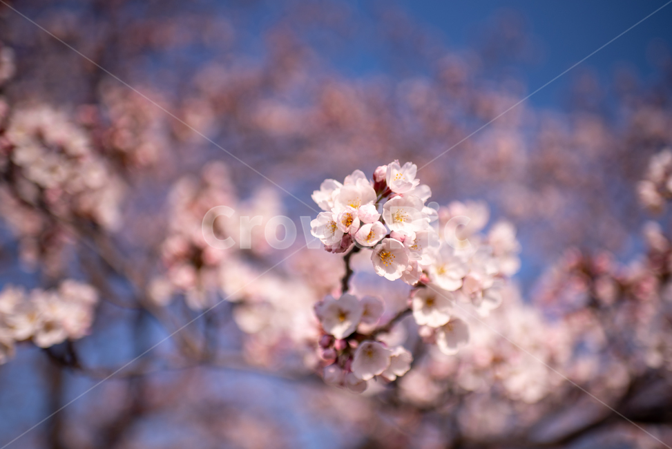 식물,벚꽃,봄,꽃,flower,plant,나무,꽃잎,식물,자연,plants,nature,꽃,flower