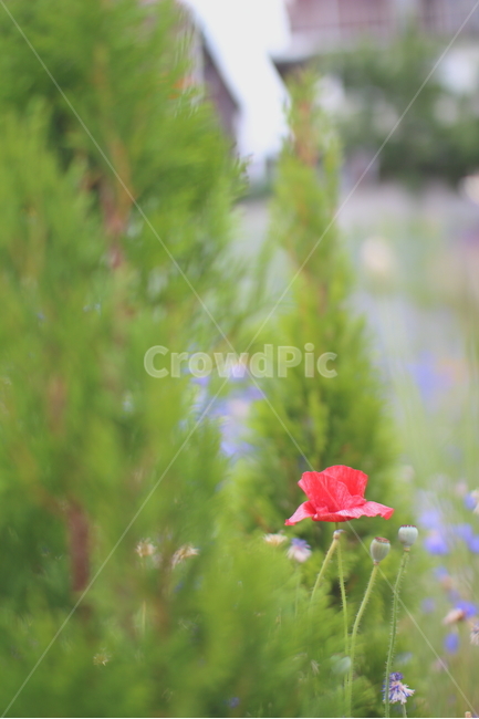 양귀비,flower,꽃,수원,매향동,opiumpoppy,red,redflower,식물,식물,자연,plants,nature,꽃,flower