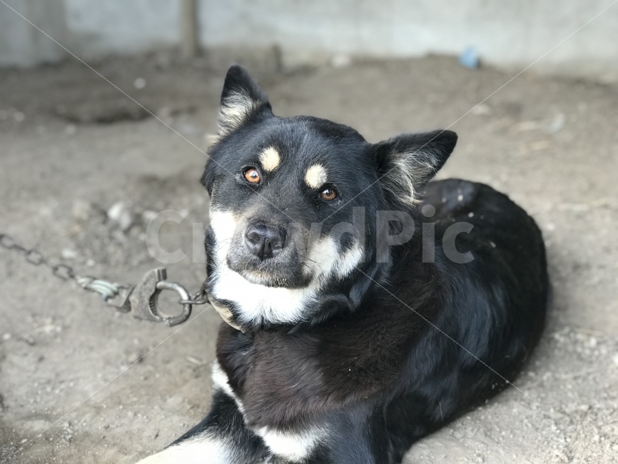 시골개,강아지,개,시골강아지,검은색강아지,검은개,동물,animal,포유류,mammal,개,강아지,dog,doggy