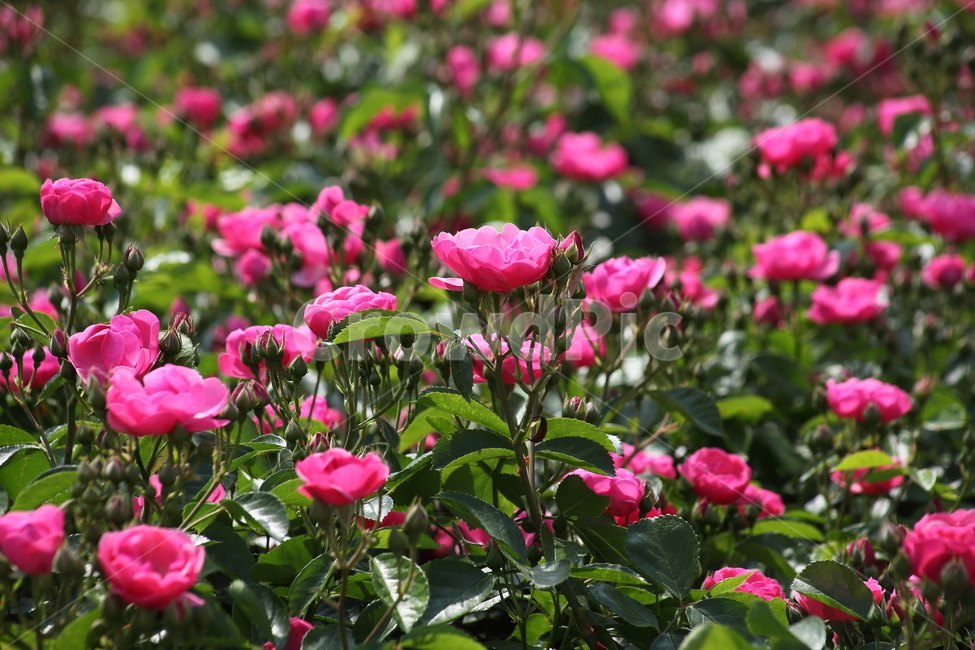 장미,꽃,장미꽃,덩굴식물,rose