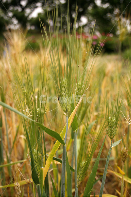 보리,식물,plants,nature,보리밭,식물,자연,plants,nature,곡류,곡식,cereals