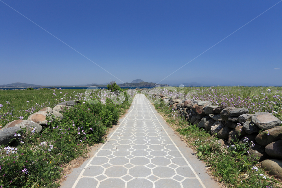 가파도,산책,산책로,길,돌담,청보리,보리,청보리밭,보리밭,농업,밭,논,논밭,힐링,올레길,돌,울타리,환경,풍경,봄,자연,그린,바다,하늘,배경,백그라운드,아름다운,송악산,산방산,제주,제주도,한국