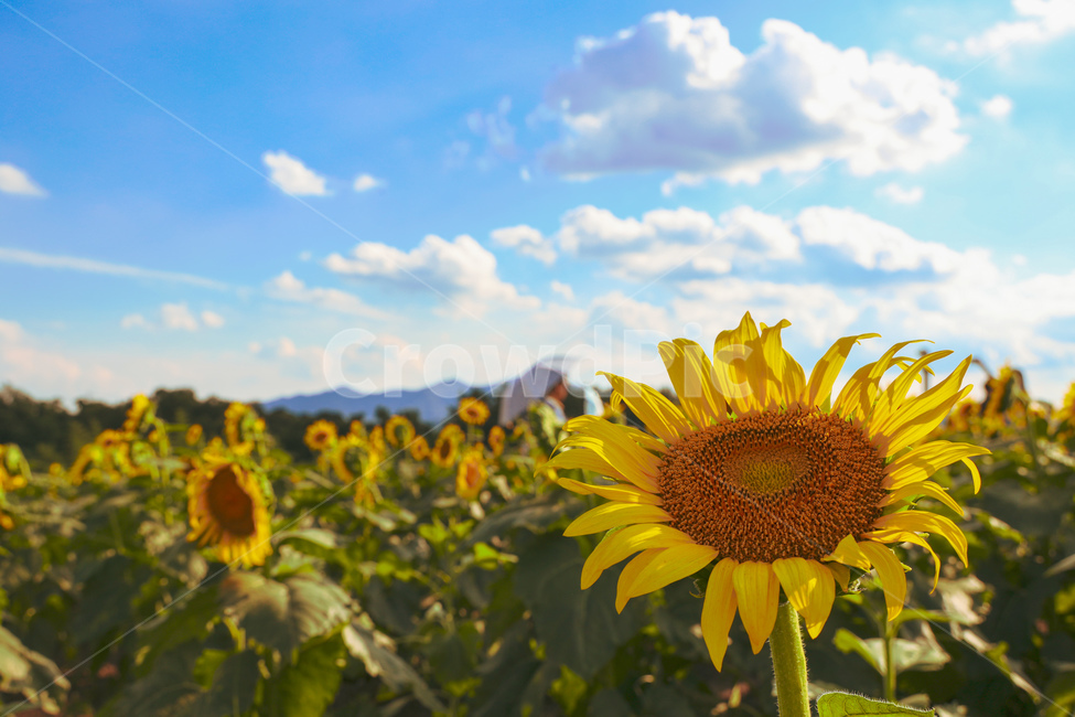 꽃,flower,식물,해바라기,가을하늘,함안,식물,자연,plants,nature,꽃,flower