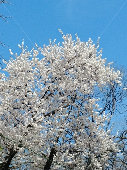 봄,벚꽃,꽃,분홍꽃,spring,flower,벚꽃축제