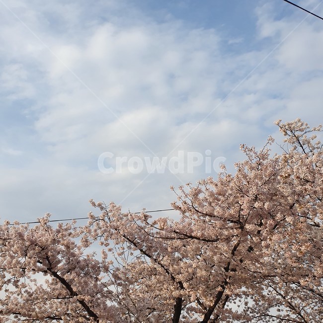 꽃,비,자연,벚꽃,하늘
