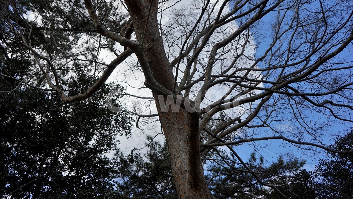 자연,하늘,가지,나무,빈가지,겨울,식물,자연,plants,nature,나무,trees,wood
