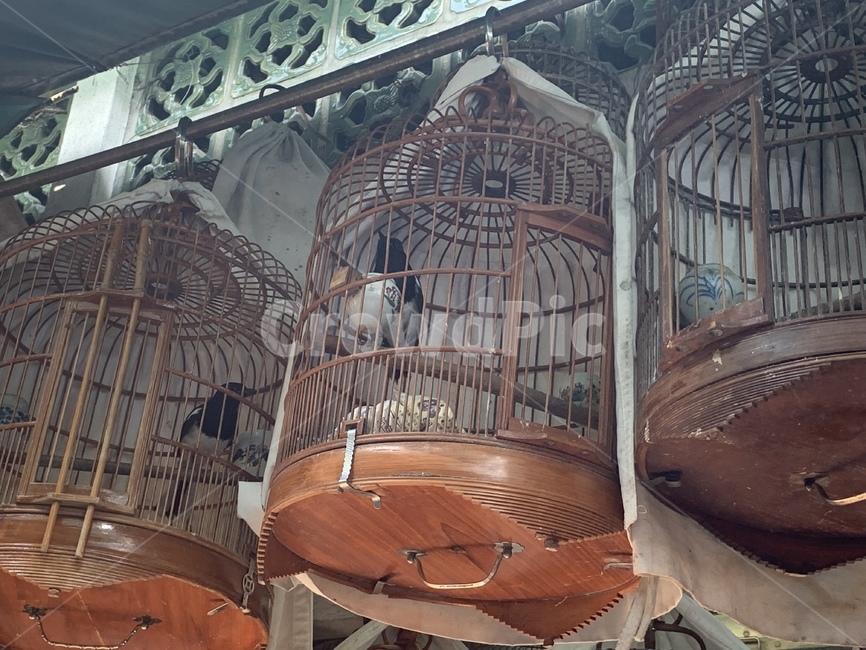 새,새시장,홍콩,반려동물,조류,동물,시장,깃,깃털,새장,모이통,횟대,bird,birdmarket,hongkong,pet,animal,market,feather,cage,feeder,sculpin,조류,새,birds