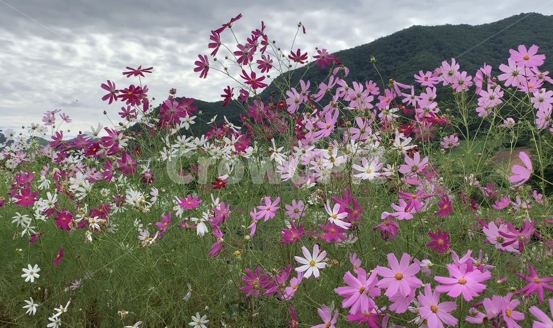plant,식물,꽃,flower,코스모스,식물,자연,plants,nature,꽃,flower