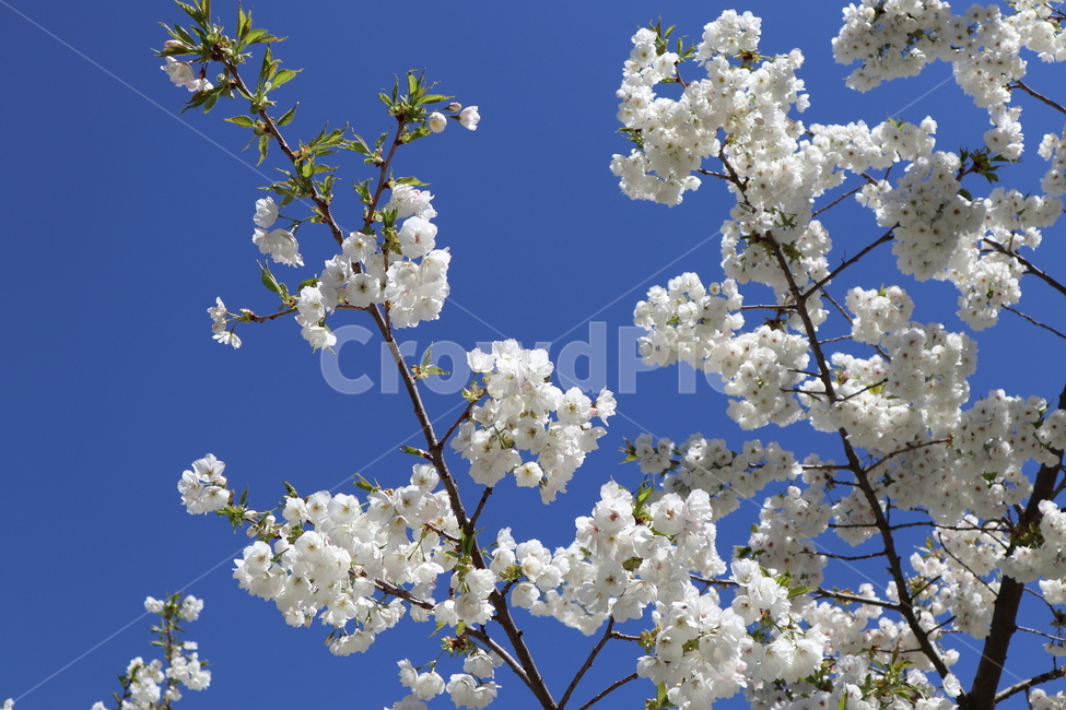 꽃,봄꽃,벚꽃,하늘,봄,식물,자연,plants,nature,꽃,flower