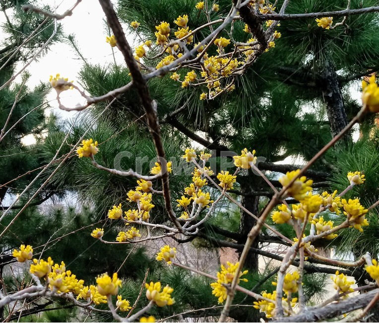 나무,나무가지,tree,treetrunk,plant,산수유,산수유꽃,노란색꽃