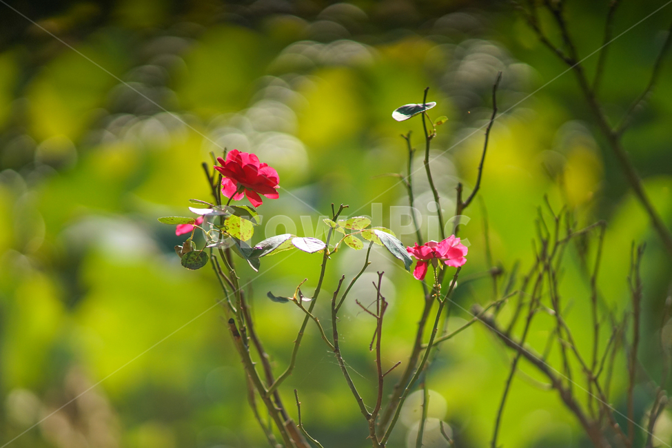 장미,나무,야생,꽃,식물,식물,자연,plants,nature,꽃,flower