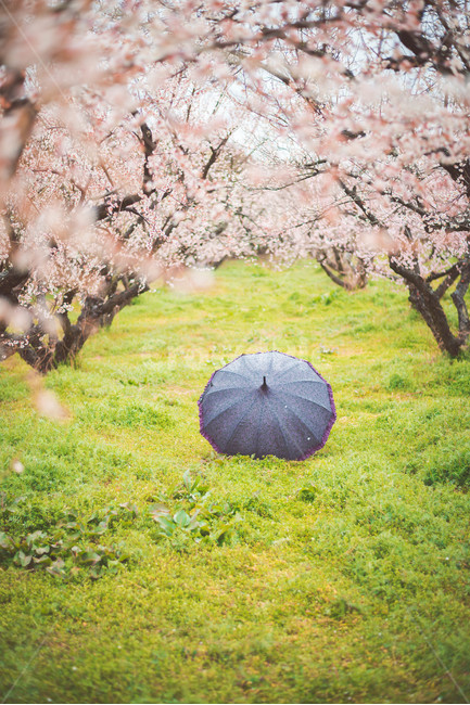 매화나무,매화꽃,우산,비오는날,꽃,봄,계절,spring,season,자연,풍경,nature,landscape,감성,sensible,feeling,비,비오는날,rain,rainy,plant,식물