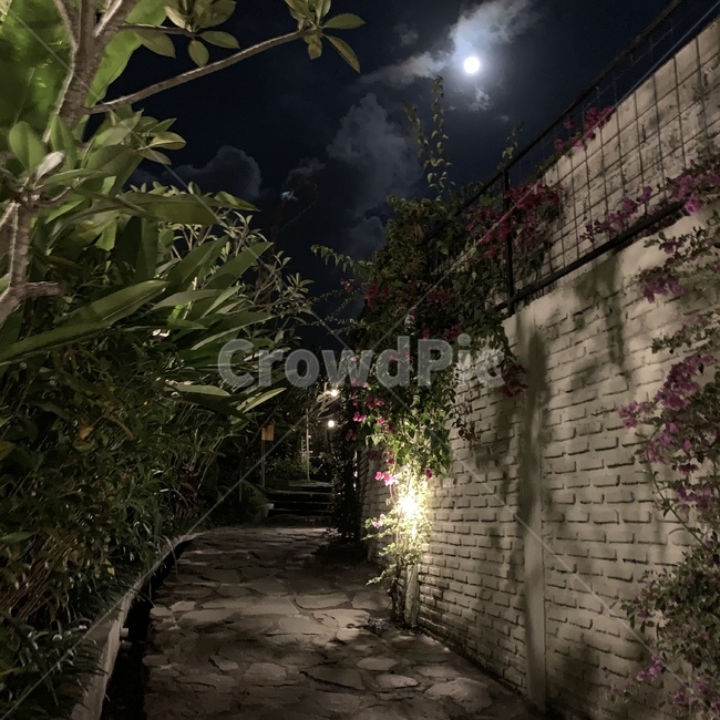 발리,휴가,야경,달,outdoors,옥외,garden,정원,arbour,정자,path,통로,길,꽃,moon,동남아,night