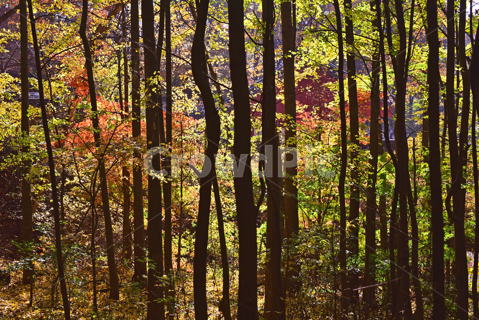 maple forest,forest,healing,fall,Maple tree,Korean natural scenery,season,Maple,natural,nature,autumn background,tree,leaf,outdoor,environment,Autumn sensibility,outdoors,background,plant,maple,autumn,colorful,Color full