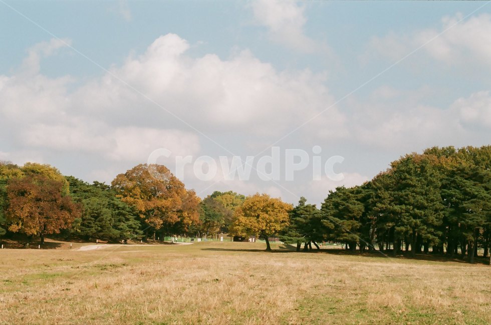 가을,들판,plant,식물,grass,잔디,outdoors,park,공원,lawn,가을,계절,fall,autumn,season,자연,풍경,nature,landscape,옥외