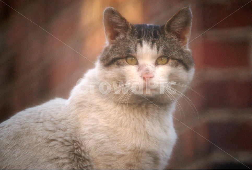 고양이,길냥이,야옹이,반려동물,유기묘,동물,애완동물,냥이,응시,동물,animal,포유류,mammal,고양이,cat,kitten,kitty