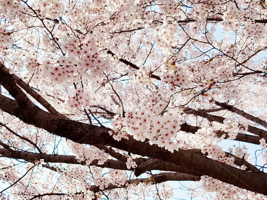벚꽃,봄,꽃,식물,자연,cherryblossoms,예쁜꽃,봄꽃,꽃배경,봄,계절,spring,season,plant,flower,cherry blossom,blossom