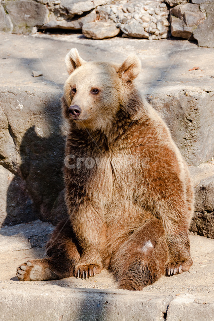 곰,동물,육식동물,포식자,동물원,동물,animal,포유류,mammal