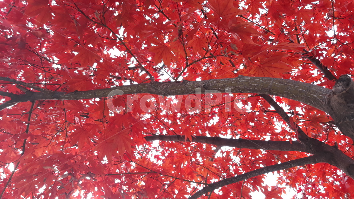 식물,plant,나무,tree,단풍,maple,잎,leaf,빨간단풍,단풍나무,단풍잎,색감,빨강,가을,fall,가을나무,가을,계절,fall,autumn,season
