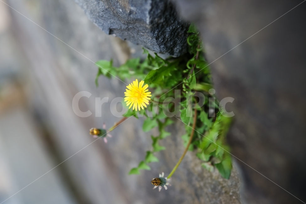 민들레,꽃,민들레꼬,노랑,녹색,돌담,생명력,식물,자연,plants,nature,꽃,flower
