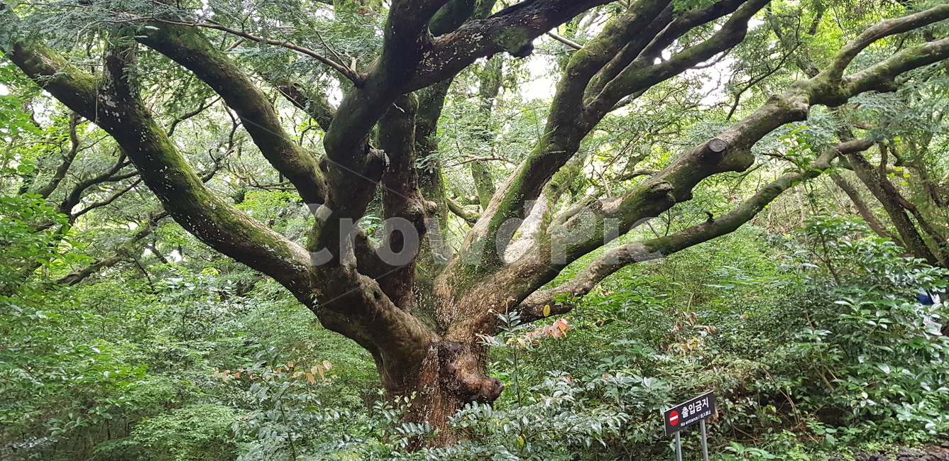 비자림,숲,나무,자연,푸름,식물,자연,plants,nature,나무,trees,wood