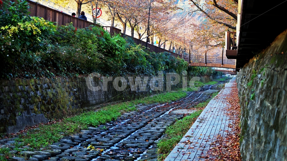 가을,가을풍경,여좌천,단풍,풍경,가을,계절,fall,autumn,season,path,통로,walkway,보도,sidewalk,pavement,포장,plant,식물,tree,나무