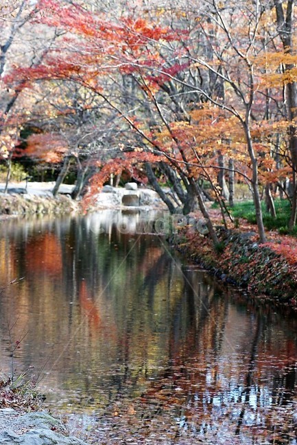 가을,나무,단풍,그림자,낙엽,season,autumn,fall,자연,계절,풍경,감성,서정,냇물,가을,계절,fall,autumn,season,자연,풍경,nature,landscape,water,물,outdoors,옥외
