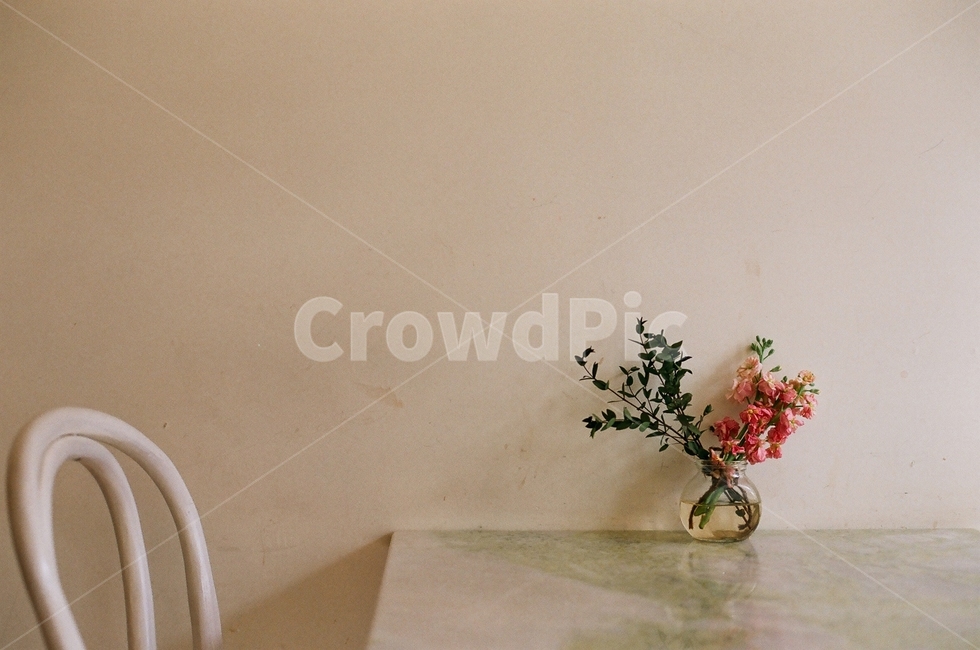 스냅,감성사진,꽃,꽃송이,필름카메라,꽃,flower,실내용화초,화분,화초,house plant,감성,sensible,feeling