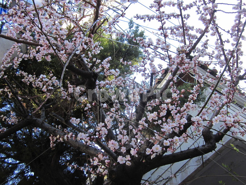 봄꽃,벚꽃,꽃나무,꽃잎,블라썸,식물,자연,plants,nature,꽃,flower