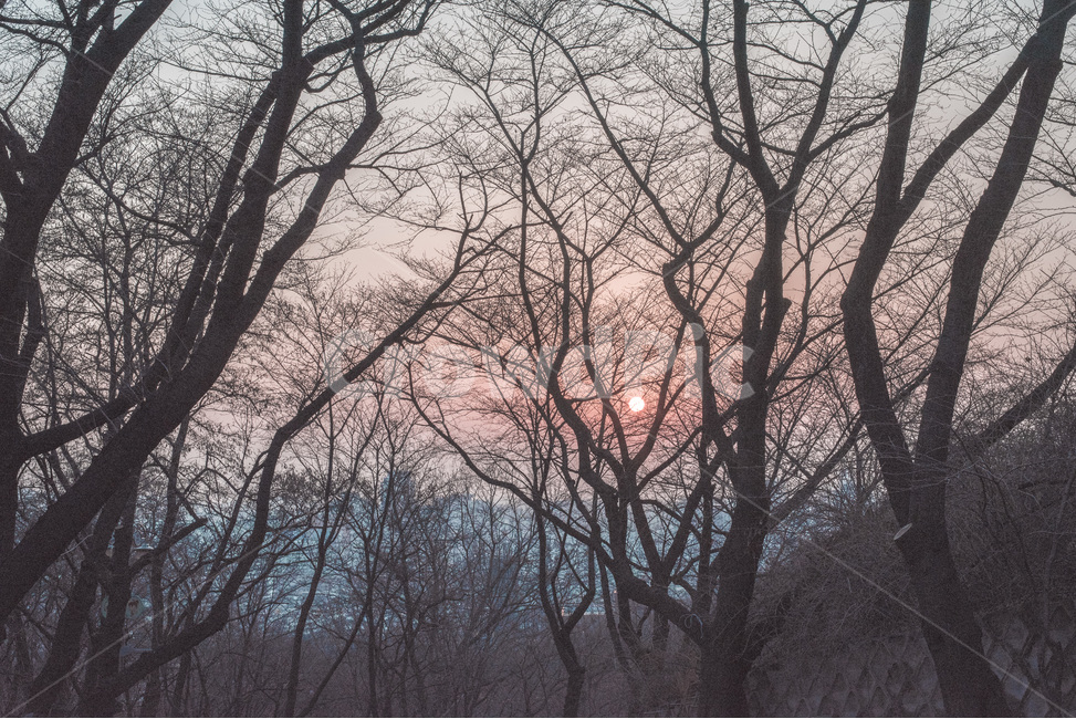 노을,일몰,해질녘,나무,풍경,풍경사진,자연,겨울,계절,winter,season,식물,자연,plants,nature,나무,trees,wood,감성,sensible,feeling