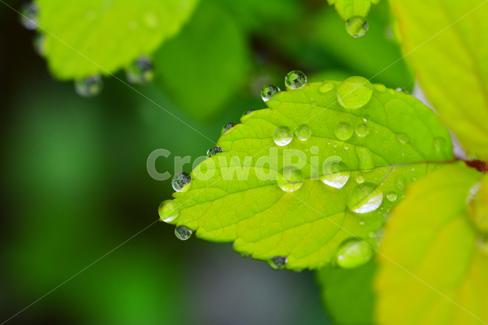 이슬,물방울,풀잎이슬,투명,빗방울,봄비,dew,water,맺히다,방울방울,plant,green,초록,싱그러운,신선한,맑은,아침이슬,해맑은,빗물,초본,영롱한,접사,마크로,클로즈업,fresh,clean,clear,natural,자연,새순,출발,start,시작,어린,연약한,순수,청정,식물,자연,plants,nature