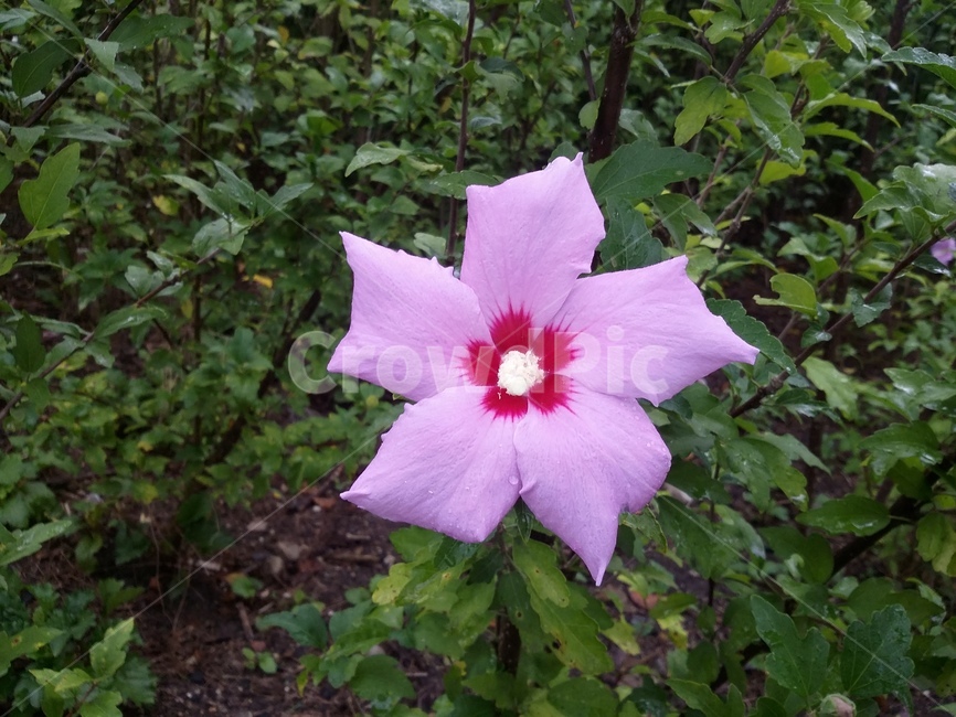 무궁화,무궁화꽃,꽃,flower,plant,식물,식물,자연,plants,nature,꽃,flower