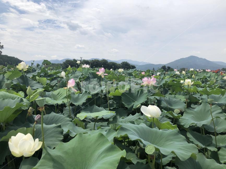 flower,blossom,plant,연꽃,자연,식물,연꽃잎,꽃